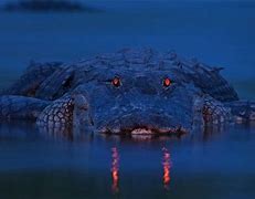 Image result for Alligator at Night