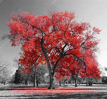 Image result for Tree with Red Inside