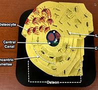 Image result for Osteon Contains