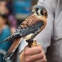 Image result for Hawk Eagle Falcon