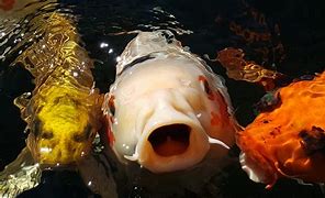 Image result for Facts About Koi Fish