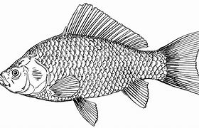 Image result for Fish Face Drawing