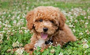 Image result for Cute Poodle Mixes