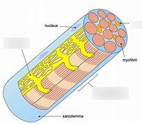 Image result for Muscle Cell Diagram GCSE