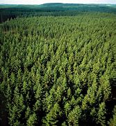 Image result for Sweden Forest