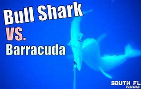 Image result for Barracuda vs Shark