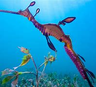 Image result for Subnautica Sea Dragon Egg