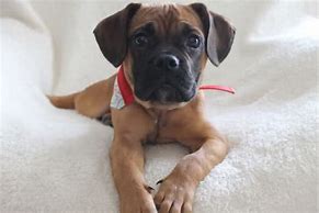 Image result for Pug Boxer Mix