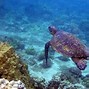 Image result for Hawaiian Snorkeling