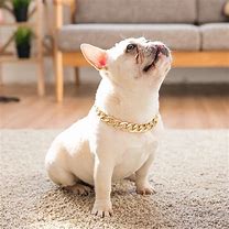 Image result for French Bulldog Collars