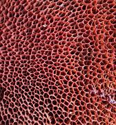 Image result for Fungus Texture