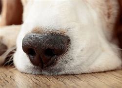 Image result for Dog Nose Close Up