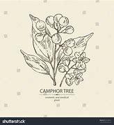 Image result for Camphor Tree Leaves Vector