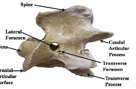 Image result for Axis Bone Horse