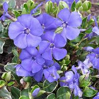 Image result for Vinca Minor Shurgert