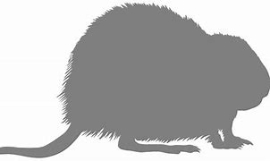 Image result for Grey Muskrat