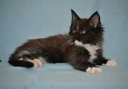 Image result for Maine Coon Serval Mix Cat