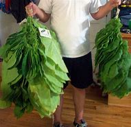 Image result for Harvesting Tobacco Plant