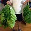 Image result for Harvesting Tobacco Plant