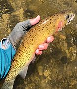 Image result for Sage Fly Fishing