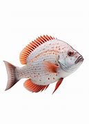 Image result for Red Tilapia Fish