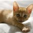 Image result for Baby Cat Photos