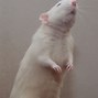 Image result for Silver Rat Hvnc