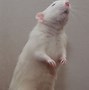 Image result for Rat Pig Xombo