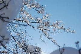 Image result for Branches in Winter