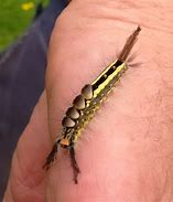 Image result for Tussock Moth Caterpillar Poisonous