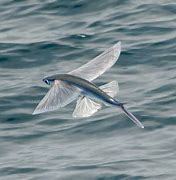 Image result for Flying Fishing