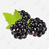 Image result for Free Clip Art Blackberries