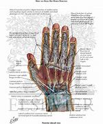 Image result for Dorsal Aspect Wrist