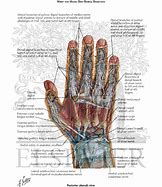 Image result for Dorsal Part of the Hand