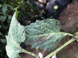 Image result for Septoria Leaf Spot