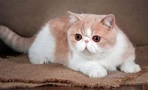 Image result for Picuters of Flat Face Cats