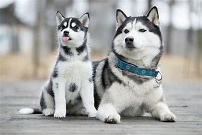 Image result for Anjing Husky