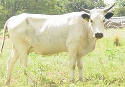 Image result for Nguni Cattle On Beach