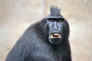 Image result for Orangutan Picture Funny Monkey