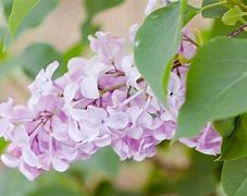 Image result for Spring Landscaping