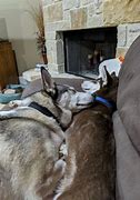 Image result for Husky Service Dog