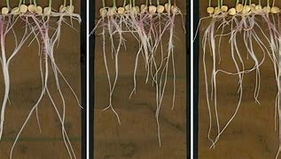 Image result for Cation Exhange Plant Root