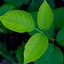 Image result for Poison Ivy Remedy