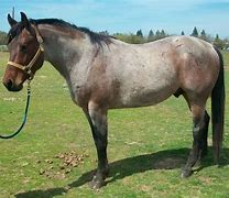 Image result for Light Bay Roan