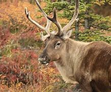 Image result for reindeer and caribou migration