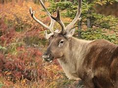 Image result for reindeer and caribou habitat