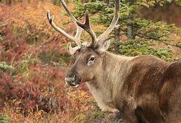 Image result for Difference in Caribou and Reindeer