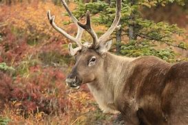 Image result for Caribou Reindeer Herds