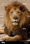 Image result for Lion Kitten