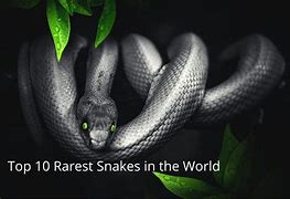 Image result for Top 10 Rarest Snakes